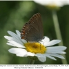 satyrium acaciae acaciae female 3